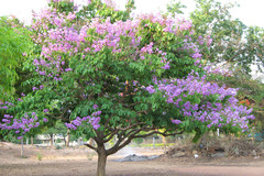 Lagerstroemia speciosa